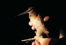 Chi si occupa della beccaccia in Italia e all’estero beccaccia