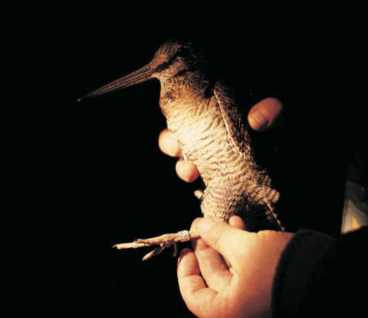 Chi si occupa della beccaccia in Italia e all’estero beccaccia