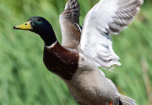 Sentieri di Caccia maggio 2019 in edicola dal 27 aprile Sentieri di Caccia maggio 2019 germano in volo