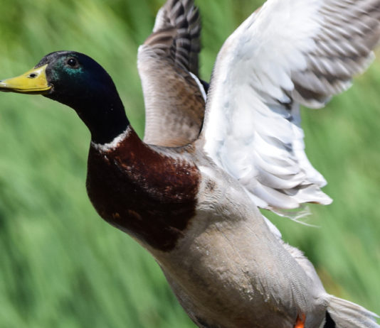 Sentieri di Caccia maggio 2019 in edicola dal 27 aprile Sentieri di Caccia maggio 2019 germano in volo