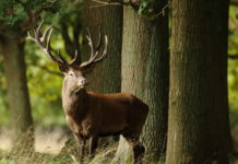 A scuola di caccia, ecco le prossime date dei corsi Obora Hunting Academy a scuola di caccia ungulati cervo nel bosco in autunno