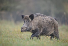 Piano lupo e braccata al cinghiale, l’interrogazione del Pd braccata al cinghiale piano lupo