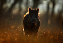 Caccia al cinghiale in braccata, Enalcaccia Arezzo organizza corso per iscrizione all’albo caccia al cinghiale in braccata