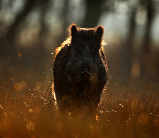 Caccia al cinghiale in braccata, Enalcaccia Arezzo organizza corso per iscrizione all’albo caccia al cinghiale in braccata