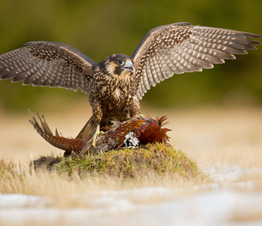 Caccia col falco e controllo faunistico, il Veneto davanti alla Consulta caccia col falco