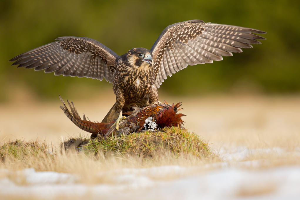 caccia col falco