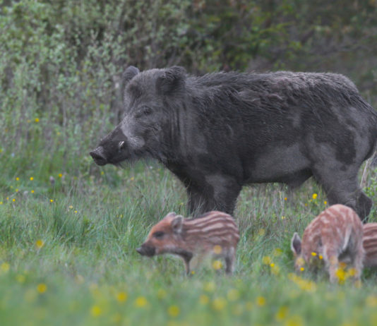 Caccia di selezione al cinghiale, la posizione di Coldiretti Torino caccia di selezione al cinghiale