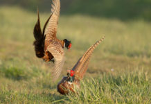 Calendario venatorio dell’Emilia Romagna, ecco date e novità calendario venatorio dell'emilia romagna 2019 2020, due fagiani maschi che si affrontano durante la stagione degli amori