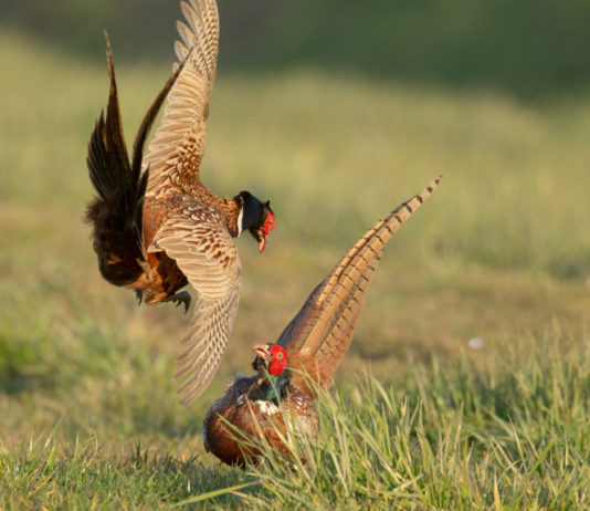 Calendario venatorio dell’Emilia Romagna, ecco date e novità calendario venatorio dell'emilia romagna 2019 2020, due fagiani maschi che si affrontano durante la stagione degli amori