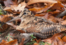 Calendario venatorio dell’Umbria, la proposta della giunta Marini beccaccia tra le foglie: calendario venatorio dell'umbria 2019 2020