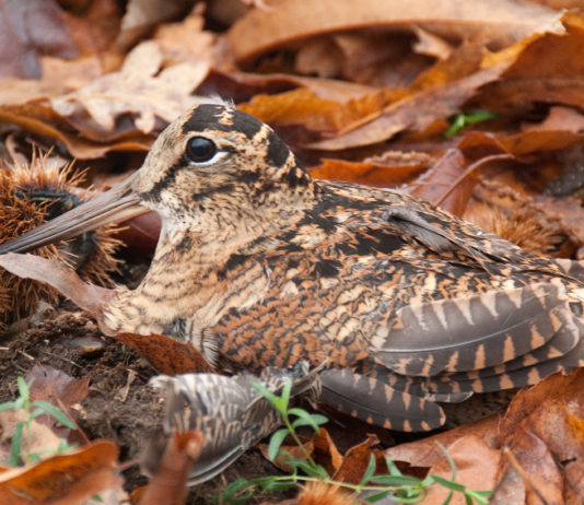 Calendario venatorio dell’Umbria, la proposta della giunta Marini beccaccia tra le foglie: calendario venatorio dell'umbria 2019 2020