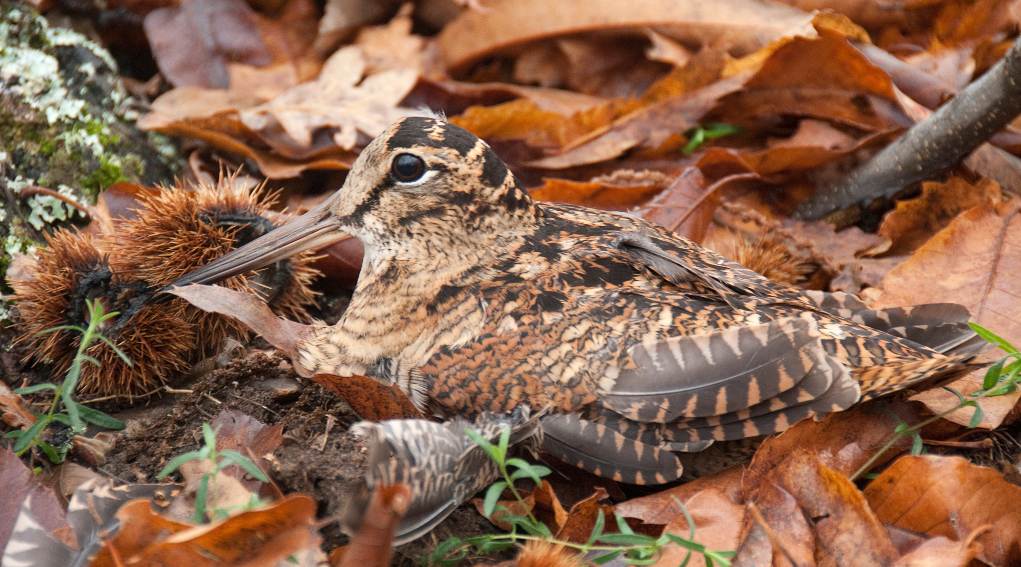 calendario venatorio dell'umbria 2019 2020 beccaccia tra le foglie: calendario venatorio dell'umbria 2019 2020