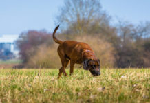 Cani da traccia, due prove di lavoro e bellezza a fine mese cani da traccia