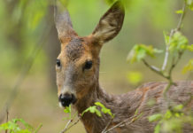 Conservazione della fauna, la data della conferenza internazionale conservazione della fauna: capriolo mangia foglie di quercia