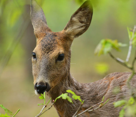 Conservazione della fauna, la data della conferenza internazionale conservazione della fauna: capriolo mangia foglie di quercia