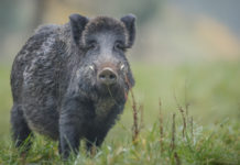 Controllo del cinghiale, anche le Marche davanti alla Consulta controllo del cinghiale marche
