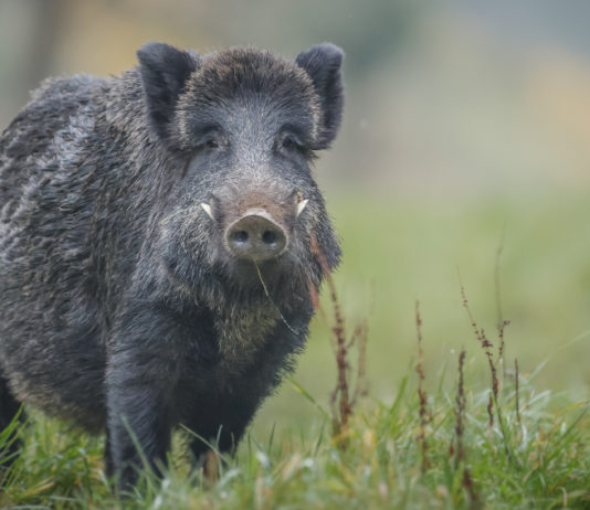 Controllo del cinghiale, anche le Marche davanti alla Consulta controllo del cinghiale marche