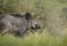 Controllo faunistico e cacciatori, Bruzzone propone modifica della legge controllo faunistico e cacciatori cinghiale