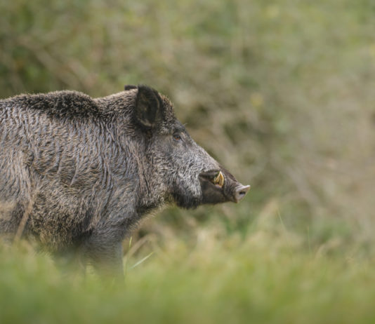 Controllo faunistico e cacciatori, Bruzzone propone modifica della legge controllo faunistico e cacciatori cinghiale