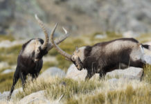 Cacciare a Palla maggio 2019 in edicola dal 17 aprile due stambecchi che lottano, copertina di cacciare a palla maggio 2019