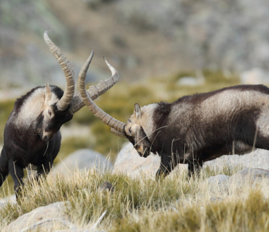 Cacciare a Palla maggio 2019 in edicola dal 17 aprile due stambecchi che lottano, copertina di cacciare a palla maggio 2019