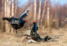 Galliformi di montagna, a Vittorio Veneto un corso di formazione galliformi di montagna: stagione degli amori per il fagiano di monte