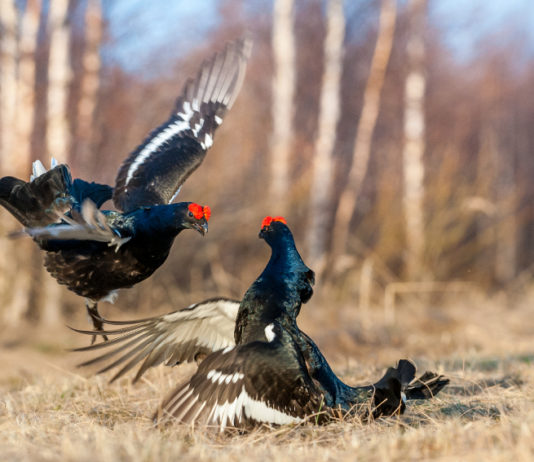 Galliformi di montagna, a Vittorio Veneto un corso di formazione galliformi di montagna: stagione degli amori per il fagiano di monte