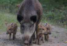 Gestione del cinghiale, Pd chiede piano straordinario gestione del cinghiale piano senatori pd