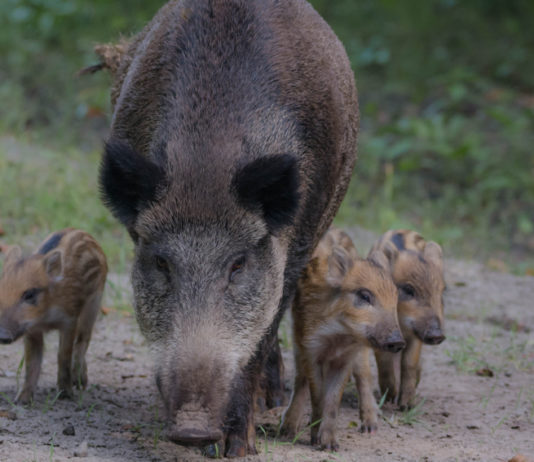 Gestione del cinghiale, Pd chiede piano straordinario gestione del cinghiale piano senatori pd