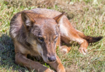 Gestione del lupo, un fine settimana sulle montagne russe gestione del lupo, lupo accovacciato