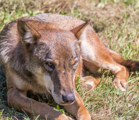 Gestione del lupo, un fine settimana sulle montagne russe gestione del lupo, lupo accovacciato