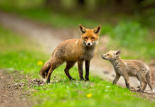 Controllo della volpe, Emilia Romagna pubblica piano piano di controllo della volpe