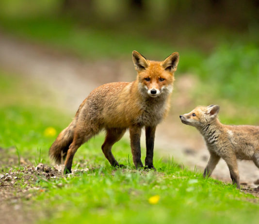 Controllo della volpe, Emilia Romagna pubblica piano piano di controllo della volpe