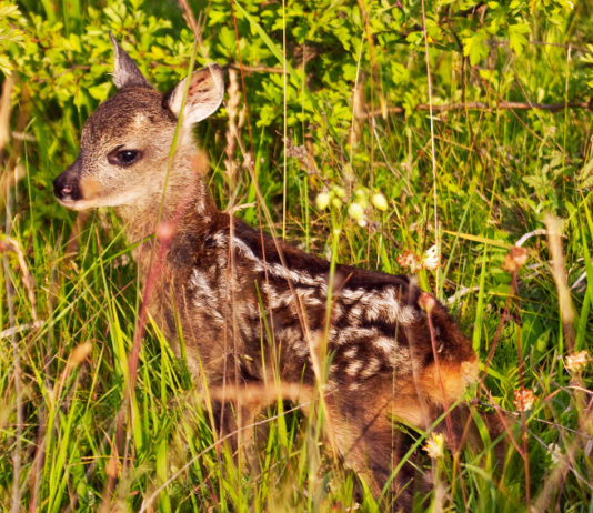 Tutela della fauna, il vademecum dell’Associazione cacciatori veneti piccolo di capriolo, tutela della fauna