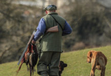 Requisiti per guardia venatoria volontaria, la stretta di Firenze requisiti per guardia volontaria firenze: cacciatore di spalle con fucile e due fagiani, cane alla sua destra