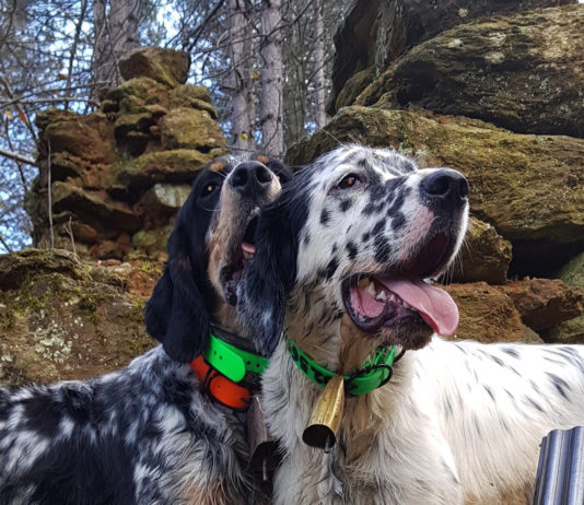 Beccacce che Passione n. 3 2019, in edicola Beccacce che Passione