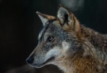 Il lupo, paradigma faunistico italiano Lupo