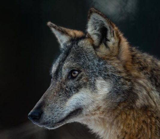 Il lupo, paradigma faunistico italiano Lupo