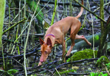Caccia al cinghiale con il cirneco: una proposta di altri tempi Cirneco