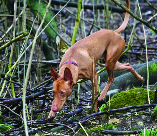 Caccia al cinghiale con il cirneco: una proposta di altri tempi Cirneco