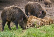 Quanti padri per una figliata di cinghiali? figliata di cinghiali