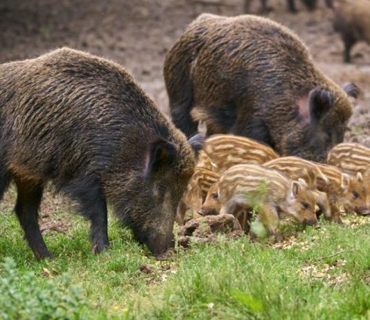 Quanti padri per una figliata di cinghiali? figliata di cinghiali
