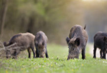 Braccata al cinghiale, Arcicaccia interviene sulla sentenza del Tar della Toscana Braccata al cinghiale, Arcicaccia interviene sulla sentenza del Tar della Toscana