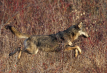 Gestione del lupo, apertura a livello europeo Gestione del lupo, apertura a livello europeo