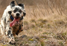 Sentieri di Caccia giugno 2019 in edicola dal 28 maggio Sentieri di Caccia giugno 2019