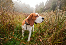 Addestramento cani e atteggiamento di caccia: la sentenza della Cassazione addestramento cani atteggiamento di caccia