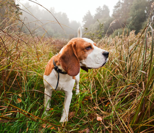 Addestramento cani e atteggiamento di caccia: la sentenza della Cassazione addestramento cani atteggiamento di caccia