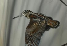 Come “leggere” le ali della beccaccia Ali della beccaccia