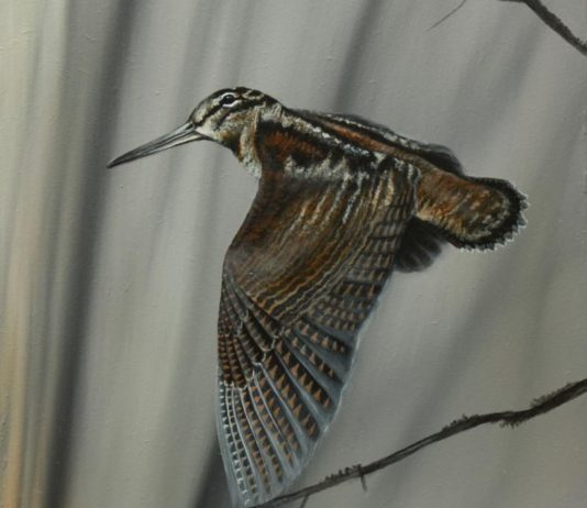 Come “leggere” le ali della beccaccia Ali della beccaccia