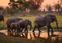 Caccia all’estero, la decisione del Botswana caccia all'estero, elefanti botswana